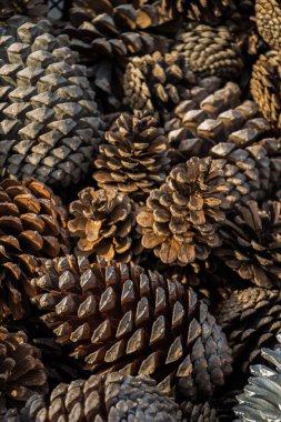 Doğal arka plan olarak bir sürü çam kozalağı var.