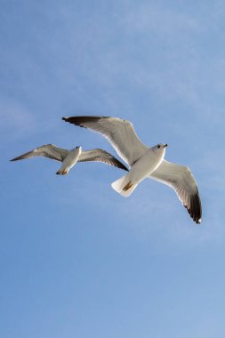 Martılar deniz sularında gökyüzünde uçuyor.