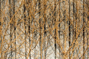 Güz mevsiminde arka planda kurumuş ağaçlar