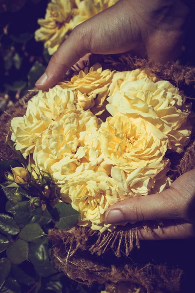 Hermosas Rosas Frescas Mano — Foto de Stock