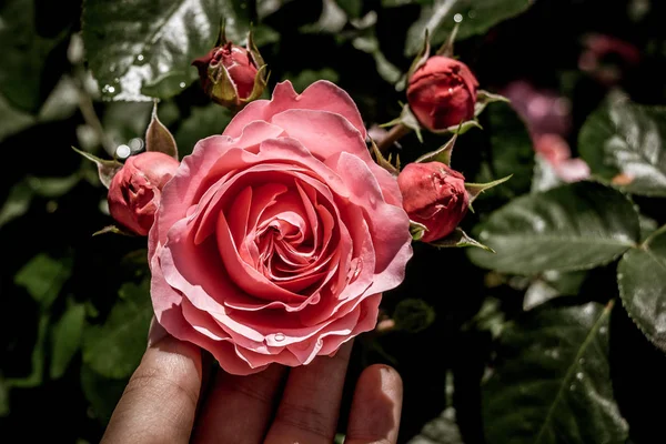 Рука Держит Розу Розовом Саду — стоковое фото