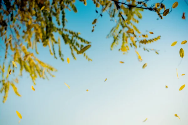 Part Tree Garden View — Stock Photo, Image