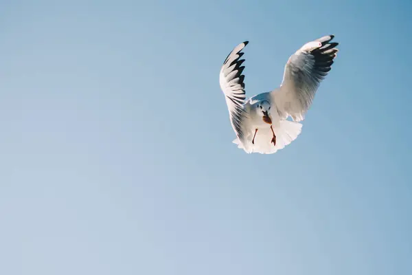 Ζευγάρι Γλάροι Που Πετούν Μπλε Φόντο Στον Ουρανό — Φωτογραφία Αρχείου