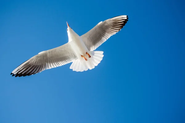 Single Seagull Flying Blue Sky Background — Stock Photo, Image