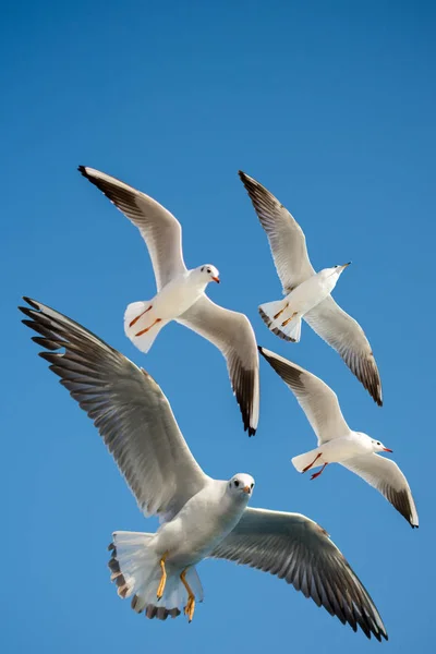 Paire Mouettes Volant Dans Ciel — Photo