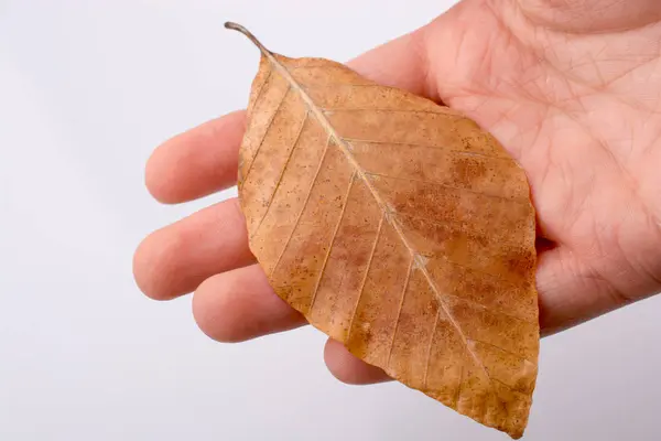 Mano Sosteniendo Una Hoja Seca Otoño Mano Sobre Fondo Blanco —  Fotos de Stock