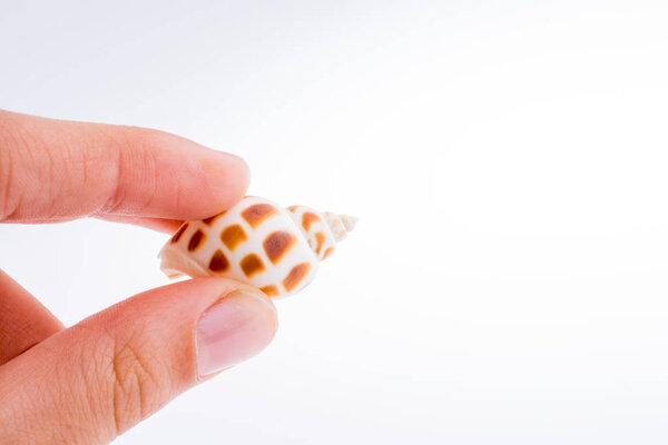 Рука держит красивую морскую раковину на белом фоне