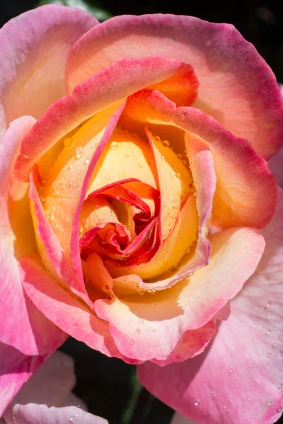 Floreciente Hermosa Rosa Colorida Con Gotas Agua Pétalos — Foto de Stock