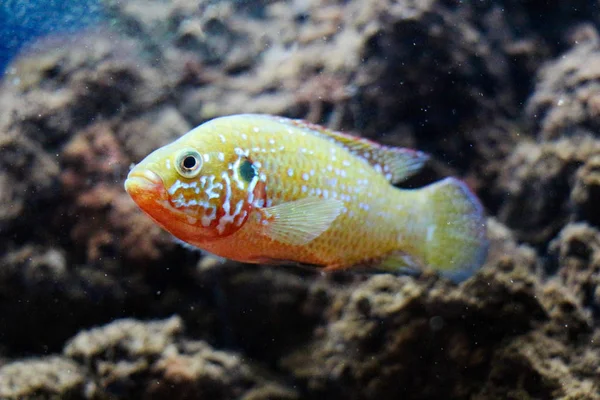 Beautiful Colorful Fish Swims Aquarium Environment — Stock Photo, Image