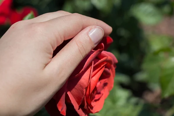 Mão Segurando Uma Flor Rosa Colorida — Fotografia de Stock