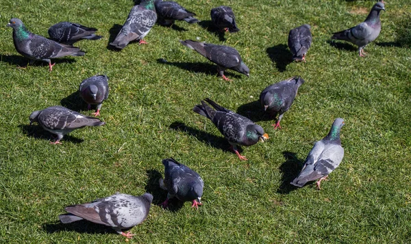 Şehir Parkındaki Yeşil Çimenlikteki Güvercinler — Stok fotoğraf