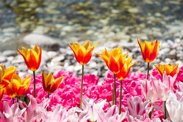Tulipan Kwiaty Kwitnące Sezonie Wiosennym — Zdjęcie stockowe