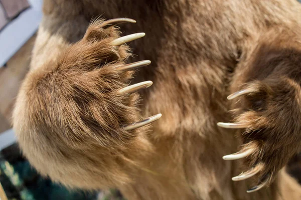 Pata Oso Marrón Con Garras Afiladas Vista —  Fotos de Stock