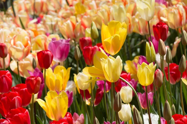 Blühende Bunte Tulpenblumen Garten Als Floraler Hintergrund — Stockfoto