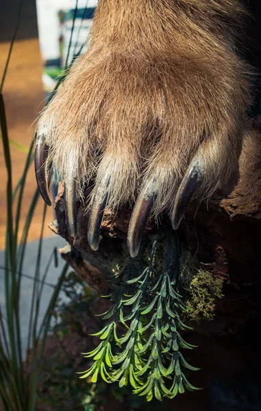 Pata Urso Marrom Com Garras Afiadas Vista — Fotografia de Stock