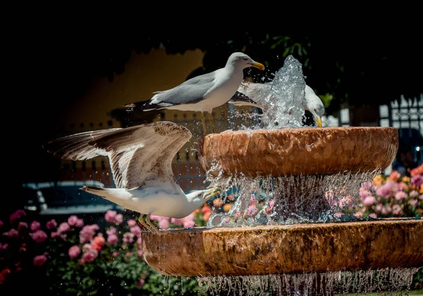 Gaivota Junto Fonte Jardim Rosas — Fotografia de Stock