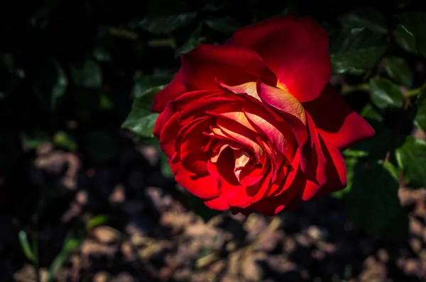 Belle Fleur Rose Colorée Sur Fond Jardin — Photo