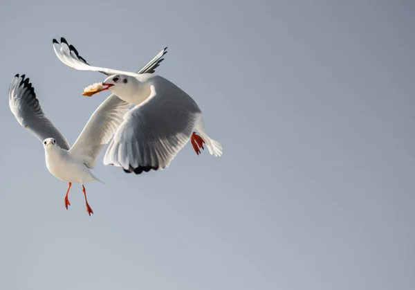 Måsen Flyger Blå Himmel Som Bakgrund — Stockfoto