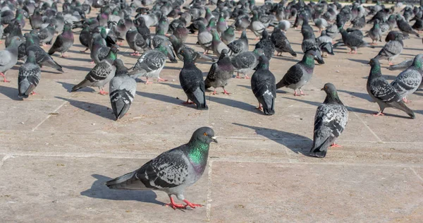 Aves Solitárias Por Viver Ambiente Urbano — Fotografia de Stock