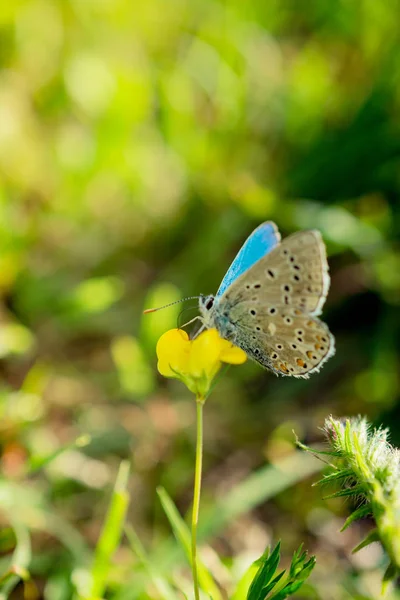 Schmetterling Ernährt Sich Von Einer Blume Der Natur — Stockfoto