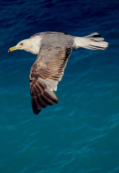 Single Seagull Flying Sea Background — Stock Photo, Image