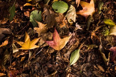 Güz arkaplanı olarak güzel kuru yapraklar