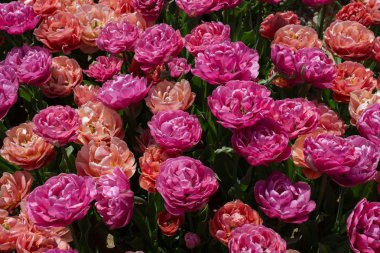 Bahar bahçesinde renkli lale çiçekleri açar.