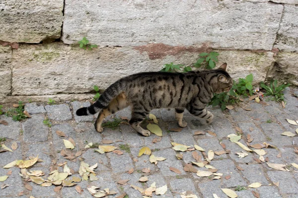 Sokak kedisi şehrin sokaklarında görüldü.