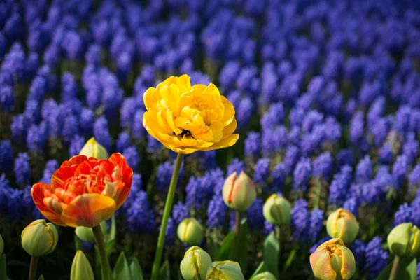 Тюльпаны Различных Цветов Природе Весеннее Время — стоковое фото