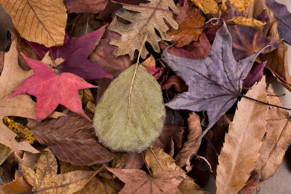 Belle Foglie Secche Come Sfondo Autunnale — Foto Stock