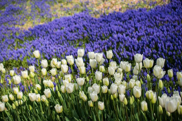 Biały Kolor Tulipany Kwitnące Wiosennym Ogrodzie — Zdjęcie stockowe