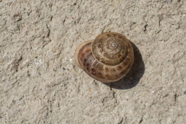 Salyangoz taş zeminden aşağı kayıyor.