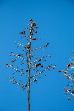 Bahçede bir ağacın parçası görünüyor.