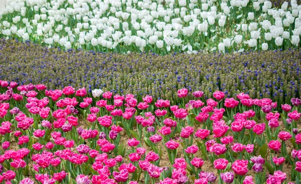 Bunte Tulpenblumen Blühen Frühlingsgarten — Stockfoto