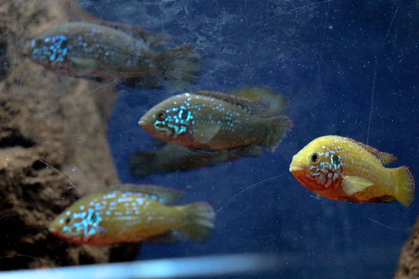 Красивые Красочные Рыбы Плавают Аквариумной Среде — стоковое фото
