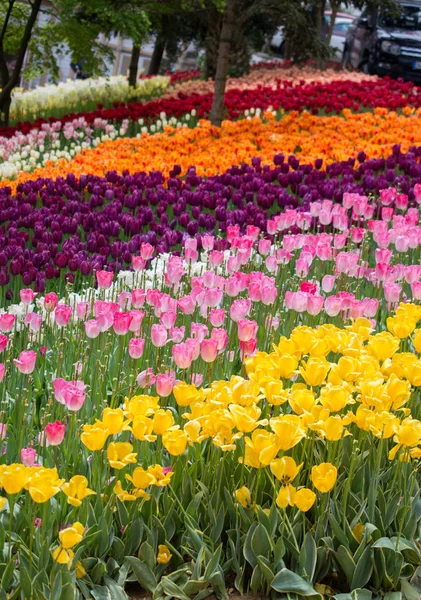 Flores Tulipa Coloridas Florescem Jardim Primavera — Fotografia de Stock