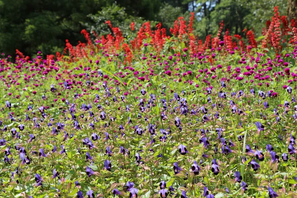 夏には美しい花で覆われた野原 — ストック写真
