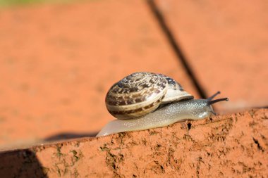 Salyangoz taş zeminden aşağı kayıyor.