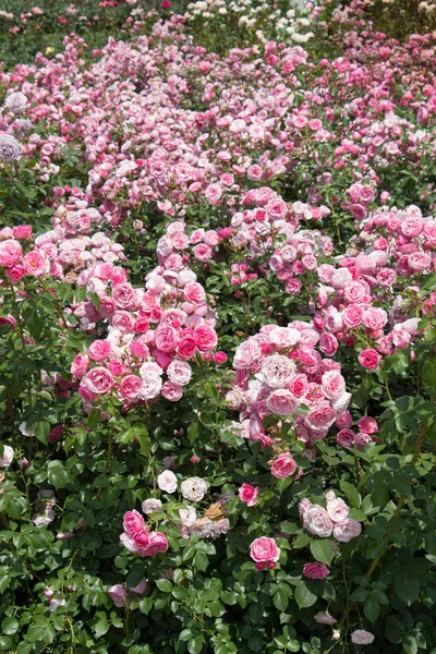 Blühende Schöne Bunte Rosen Als Floraler Hintergrund — Stockfoto