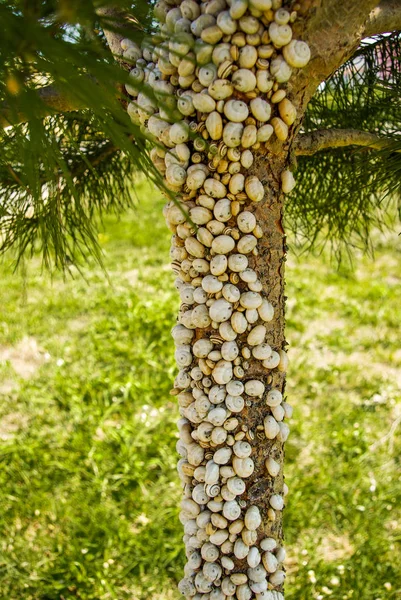 Çam Ağacı Doğada Küçük Sümüklü Böcek Dolu — Stok fotoğraf