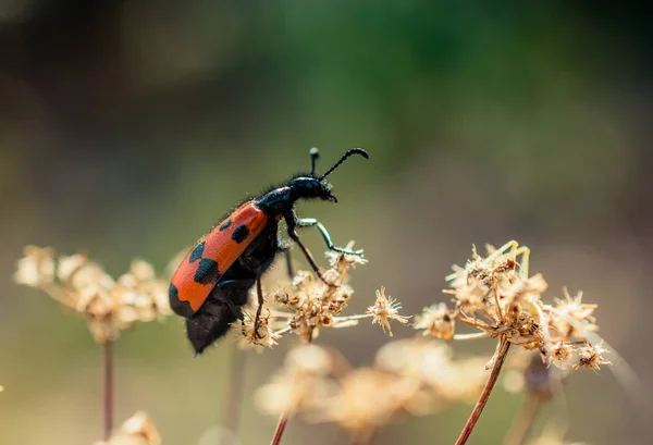 Insectos Alimentándose Una Flor Naturaleza — Foto de Stock