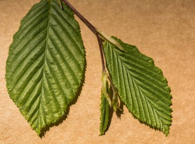 Eline bir defter sayfası bırakır