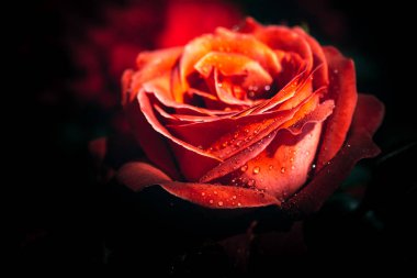 Yakından bakınca güzel taze güller.