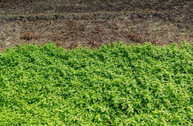 Bahar tarlasında filizlenen tarımsal ekinler