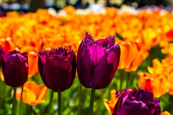 Барвисті Квіти Тюльпанів Цвітуть Весняному Саду — стокове фото