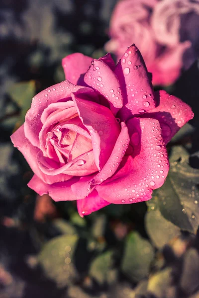 Hermosa Flor Rosa Colorida Fondo Del Jardín — Foto de Stock