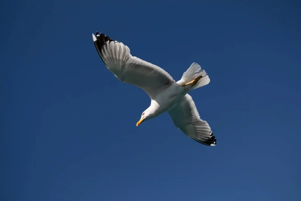 Gaivota Única Voando Céu Azul Como Fundo — Fotografia de Stock