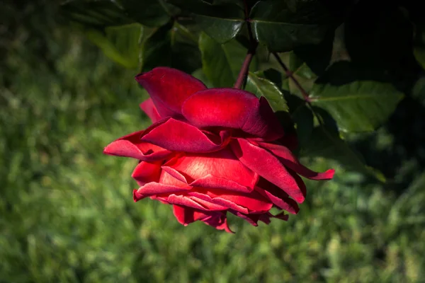 Bella Rosa Colorata Fiore Sfondo Giardino — Foto Stock