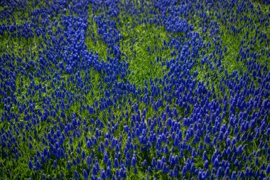 Çiçek açan kır çiçeklerine yakın plan, doğal arka plan.