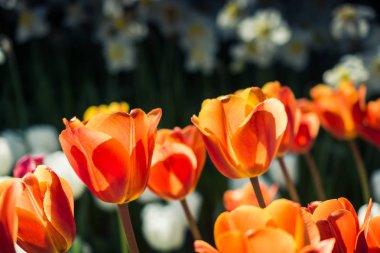 Bahar bahçesinde renkli lale çiçekleri açar.